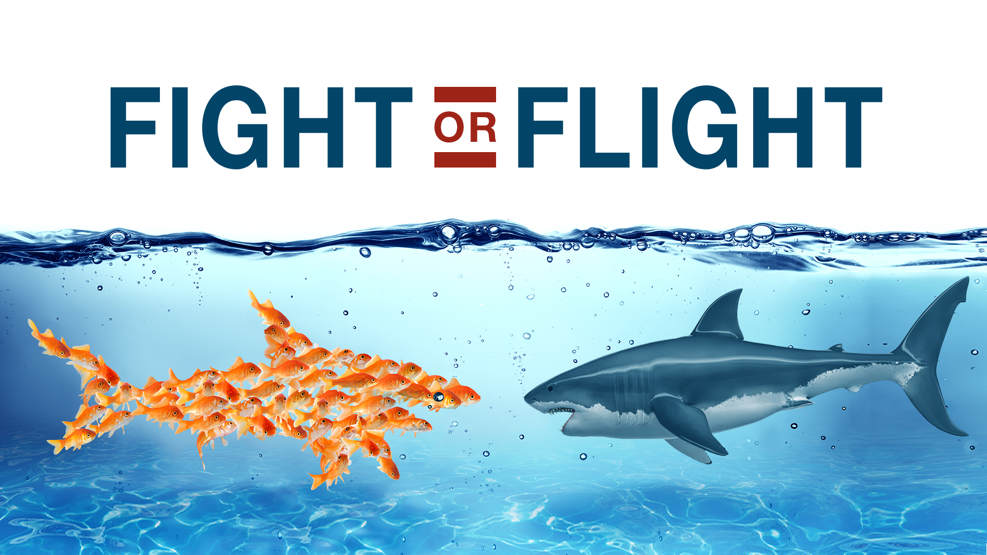 Fight or Flight